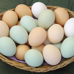 Как красить яйца?