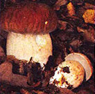 Белый гриб дубовый