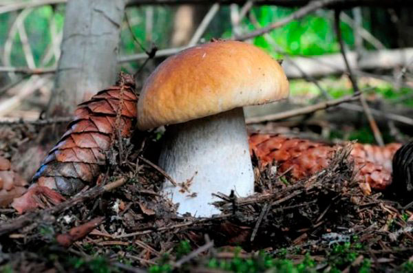 Белый съедобный гриб, накрыт листом