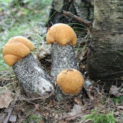 Съедобные грибы, грибникам в помощь
